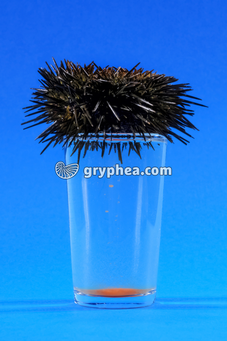 Oursin - Ponte provoquée chez l'Oursin femelle (Paracentrotus lividus) - gryphea.com